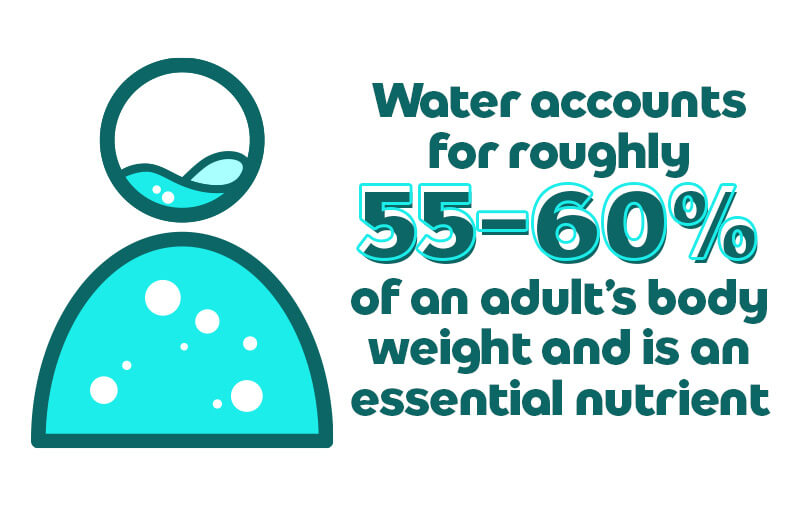 Water accounts for roughly 55-66% of an adult's body weight and is an essential nutrient.